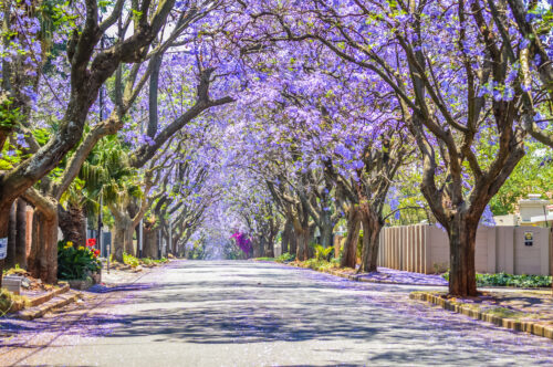 spring trees road